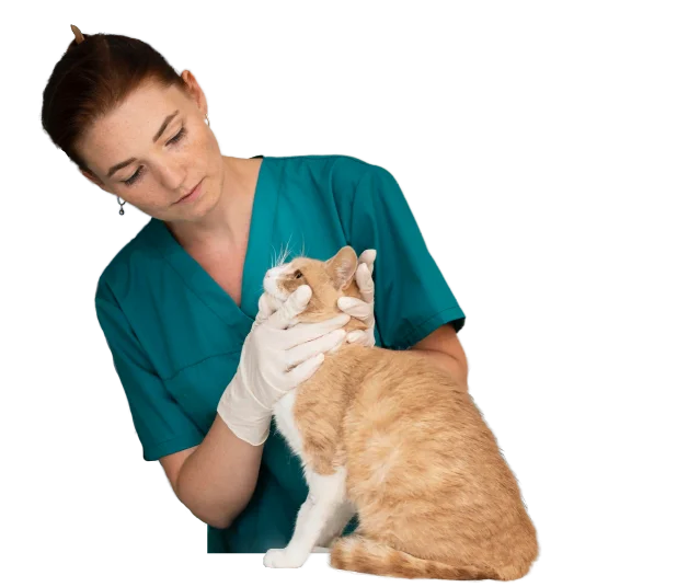 Vancouver Veterinary Hospital